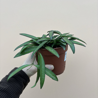 Hoya Wayetti