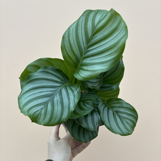 Calathea Orbifolia