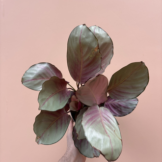 Calathea 'Silver Plate'