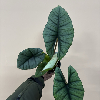 Alocasia Platinium
