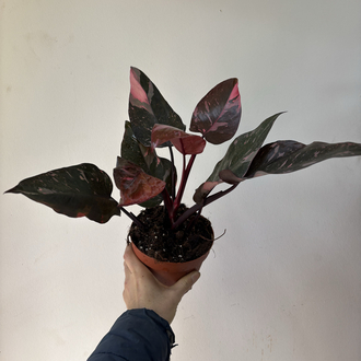 Philodendron Pink Prenses Marble