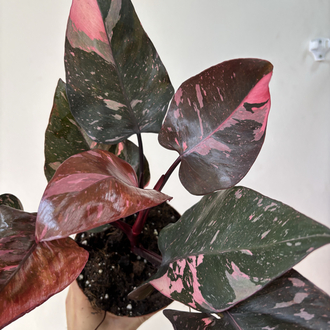 Philodendron Pink Prenses Marble