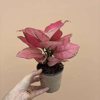 Aglaonema Pink Star 