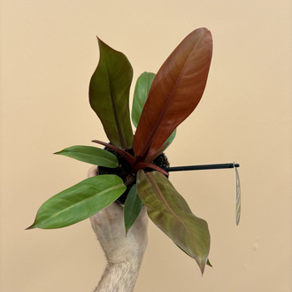 Philodendron Cherry Red 