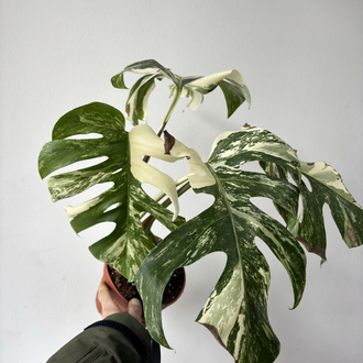 Monstera Deliciosa Albo Variegata 