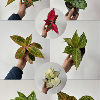 8’li Aglaonema Seti 