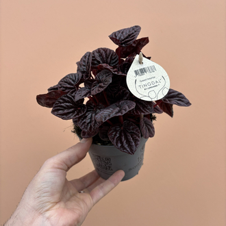 Peperomia Red Luna