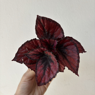 Mini Begonia Rex ‘Red Kiss’