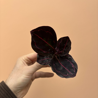 Mini Calathea Roseopicta Dottie