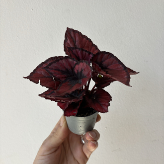 Mini Begonia Rex ‘Red Kiss’