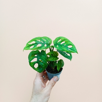 Mini Monstera Adansonii 
