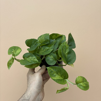 Epipremnum global Green