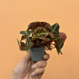 Begonia Cleopatra