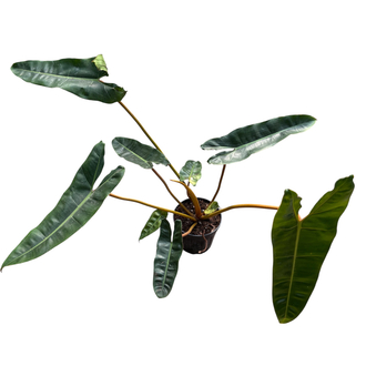 Büyük Philodendron Billiaite 