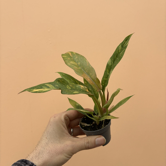 Philodendron Ring of fire variegata 