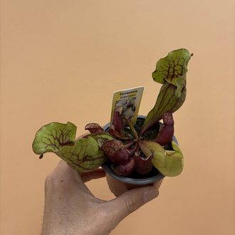  Sarracenia Purpurea Venosa