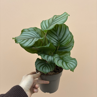 Calathea Orbifolia