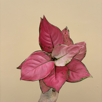Aglaonema Pink Star 
