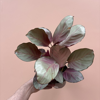 Calathea 'Silver Plate'