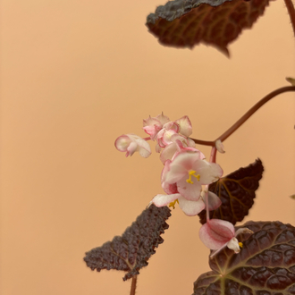 Begonia baik x dracopelta