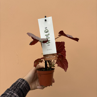 Begonia Two Face