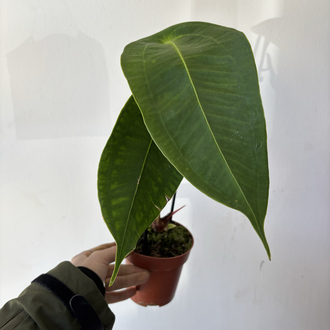 Anthurium Peltigerum