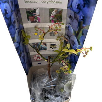Vaccinium corymbosum - Yaban Mersini