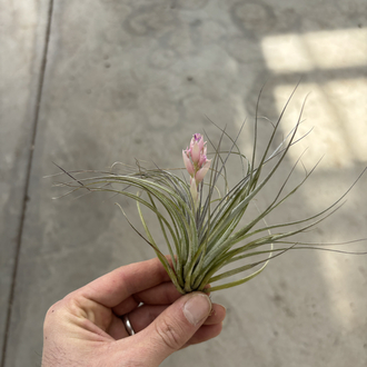 Tillandsia houston cotton candy