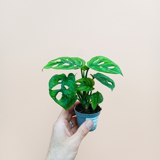 Mini Monstera Adansonii 