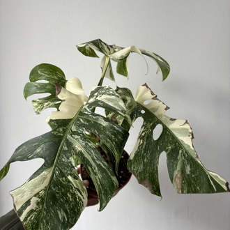 Monstera Deliciosa Albo Variegata 