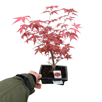 Acer Palmatum Atropurpureum