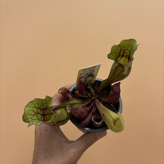 Sarracenia Purpurea Venosa