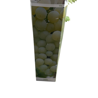 Vitis - Beyaz üzüm fidanı 