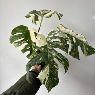Monstera Deliciosa Albo Variegata 