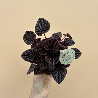 Peperomia Red Luna
