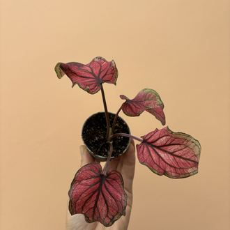 Mini Caladium