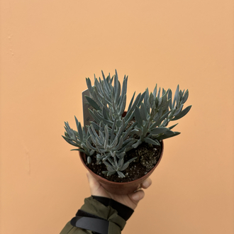 Curio ficoides 'Mount Everest'