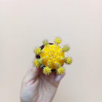 Gymnocalycium mihanovichii Aşılı Kaktüsler Sarı