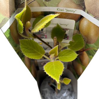 Kiwi Actinidia ‘Jenny’ - Kivi Meyvesi Fidanı 
