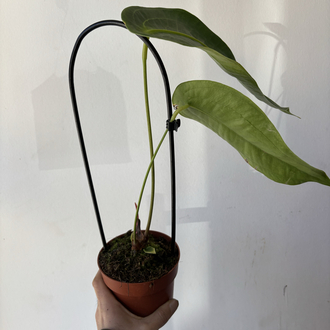 Anthurium Peltigerum