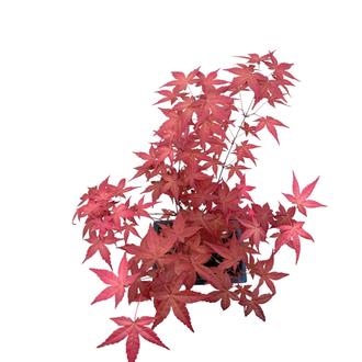 Acer Palmatum Atropurpureum