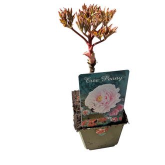Paeonia suffruticosa - Şakayık Fidanı