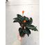 Calathea Crocata