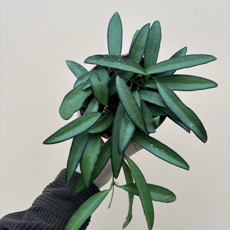 Hoya Wayetti