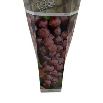 Vitis - Kırmızı üzüm fidanı