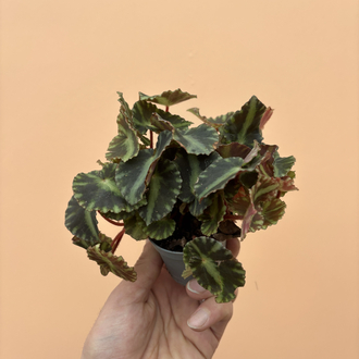 Begonia Cleopatra
