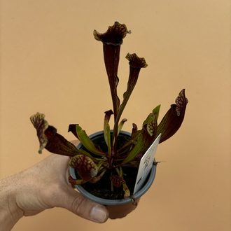 Sarracenia x mitchelliana