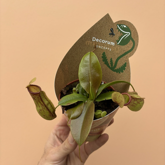 Nepenthes Hookeriana 
