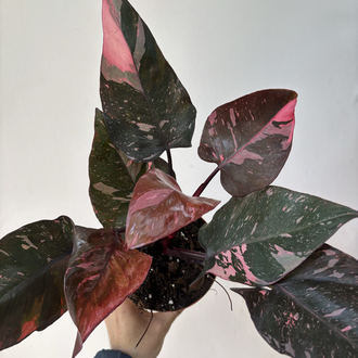 Philodendron Pink Prenses Marble
