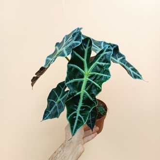 Alocasia Polly 